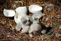 Fauna & Flora: baby eagles