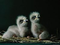 TopRq.com search results: baby eagles