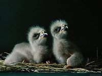 Fauna & Flora: baby eagles