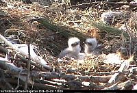 Fauna & Flora: baby eagles