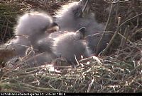 Fauna & Flora: baby eagles