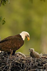 Fauna & Flora: baby eagles