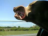 Fauna & Flora: dog with his head out of the car window