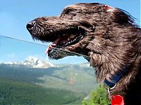 Fauna & Flora: dog with his head out of the car window