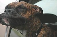dog with his head out of the car window