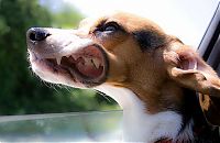 Fauna & Flora: dog with his head out of the car window