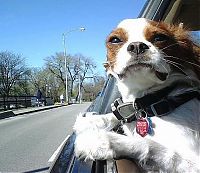 Fauna & Flora: dog with his head out of the car window