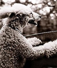 Fauna & Flora: dog with his head out of the car window