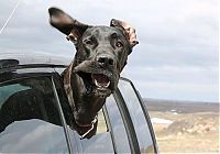 Fauna & Flora: dog with his head out of the car window