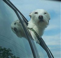 Fauna & Flora: dog with his head out of the car window