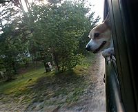 Fauna & Flora: dog with his head out of the car window