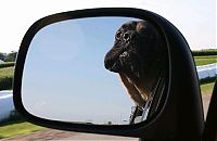 Fauna & Flora: dog with his head out of the car window