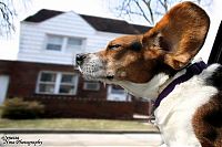 Fauna & Flora: dog with his head out of the car window