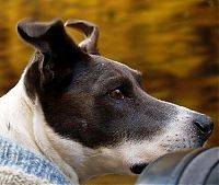 Fauna & Flora: dog with his head out of the car window