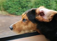 Fauna & Flora: dog with his head out of the car window