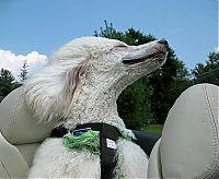 Fauna & Flora: dog with his head out of the car window