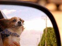 Fauna & Flora: dog with his head out of the car window