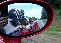 Fauna & Flora: dog with his head out of the car window