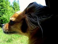 Fauna & Flora: dog with his head out of the car window