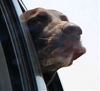 Fauna & Flora: dog with his head out of the car window