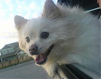 Fauna & Flora: dog with his head out of the car window