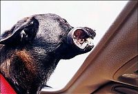 Fauna & Flora: dog with his head out of the car window