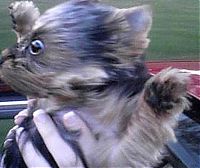 TopRq.com search results: dog with his head out of the car window