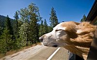 Fauna & Flora: dog with his head out of the car window