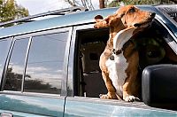 Fauna & Flora: dog with his head out of the car window