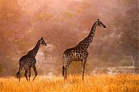 TopRq.com search results: Nature and wild animals by Gorazd Golob