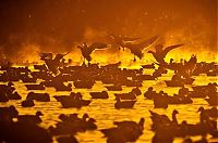 TopRq.com search results: Nature and wild animals by Gorazd Golob