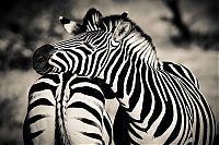 TopRq.com search results: Nature and wild animals by Gorazd Golob