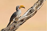 TopRq.com search results: Nature and wild animals by Gorazd Golob