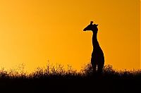 TopRq.com search results: Nature and wild animals by Gorazd Golob