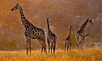 TopRq.com search results: Nature and wild animals by Gorazd Golob