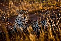 TopRq.com search results: Nature and wild animals by Gorazd Golob