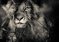 TopRq.com search results: Nature and wild animals by Gorazd Golob