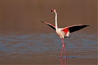 Fauna & Flora: Nature and wild animals by Gorazd Golob