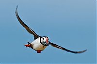 TopRq.com search results: Nature and wild animals by Gorazd Golob