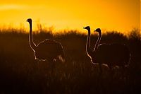 TopRq.com search results: Nature and wild animals by Gorazd Golob