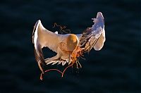 TopRq.com search results: Nature and wild animals by Gorazd Golob