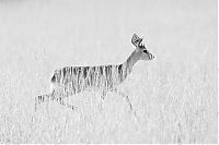 TopRq.com search results: Nature and wild animals by Gorazd Golob