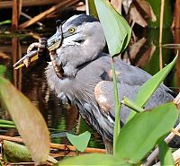 Fauna & Flora: bird photography