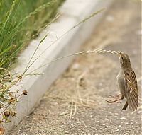 Fauna & Flora: bird photography