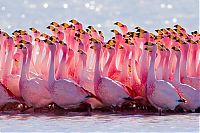 Fauna & Flora: bird photography