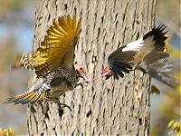 Fauna & Flora: bird photography
