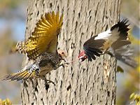 Fauna & Flora: bird photography