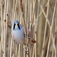 Fauna & Flora: bird photography