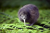 Fauna & Flora: bird photography