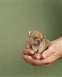 Fauna & Flora: cute puppy dog